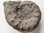 Fossile d'Ammonite Aspidoceras du jurassique Boulonnais
