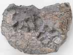 Fossile d'Ammonite Aspidoceras du jurassique Boulonnais
