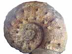 Fossile d'Ammonite Aspidoceras du jurassique Boulonnais COPYRIGHT P.TITREN