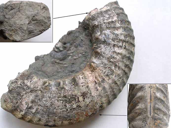 Aulacostephanus pseudomutabilis - Ammonite fossile jurassique Boulonnais