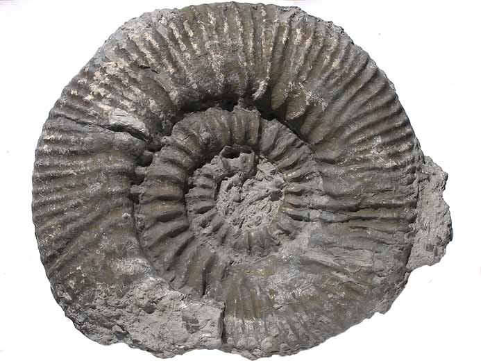 Aulacostephanus sp - Ammonite fossile jurassique Boulonnais