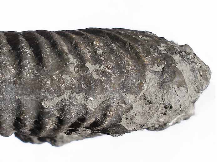 Aulacostephanus sp - Ammonite fossile jurassique Boulonnais