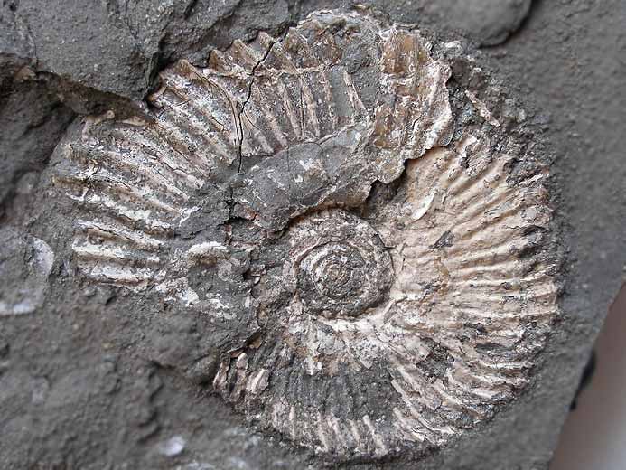 Aulacostephanus pseudomutabilis - Ammonite fossile jurassique Boulonnais