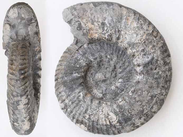 Aulacostephanus sp - Ammonite fossile jurassique Boulonnais