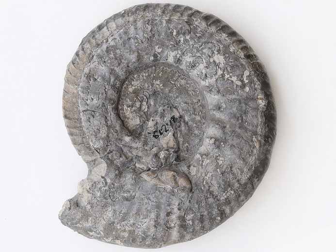 Aulacostephanus sp - Ammonite fossile jurassique Boulonnais