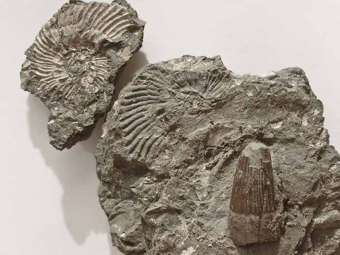 Aulacostephanus pseudomutabilis juvnile et dent d'Ophalmosauridae - Ammonite fossile jurassique Boulonnais