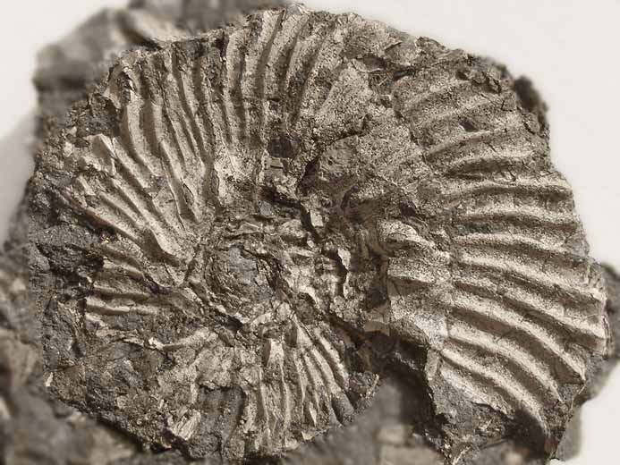 Aulacostephanus pseudomutabilis juvnile - Ammonite fossile jurassique Boulonnais
