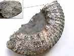 Ammonites Aulacostephanus pseudomutabilis - fossiles du jurassique Boulonnais