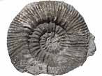 Ammonites Aulacostephanus - fossiles du jurassique Boulonnais