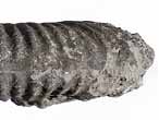 Ammonites Aulacostephanus sp - fossiles du jurassique Boulonnais