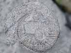 Ammonites Aulacostephanus sp - fossiles du jurassique Boulonnais