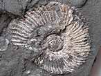 Ammonites Aulacostephanus pseudomutabilis - fossiles du jurassique Boulonnais