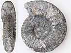 Ammonites Aulacostephanus pseudomutabilis - fossiles du jurassique Boulonnais