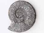 Ammonites Aulacostephanus pseudomutabilis - fossiles du jurassique Boulonnais
