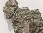 Ammonites Aulacostephanus pseudomutabilis - fossiles du jurassique Boulonnais