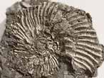 Ammonites Aulacostephanus pseudomutabilis - fossiles du jurassique Boulonnais