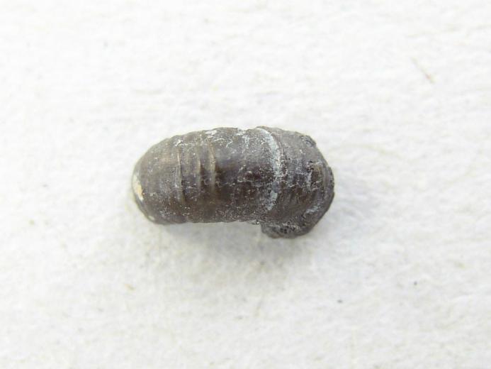 image Ammonites fossiles du jurassique Boulonnais