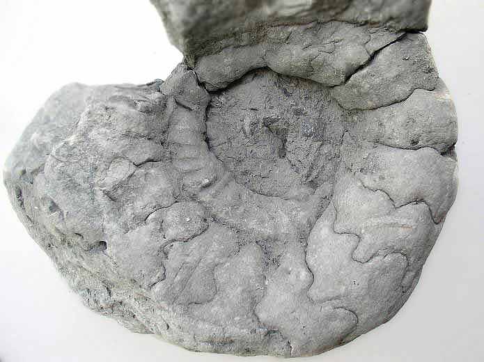 image Ammonites fossiles du jurassique Boulonnais