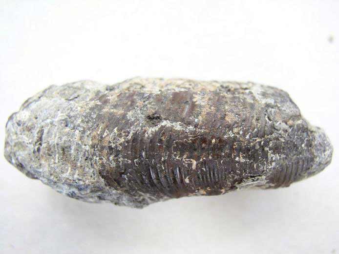 image Ammonites fossiles du jurassique Boulonnais