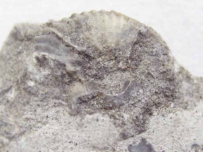 image Ammonites fossiles du jurassique Boulonnais