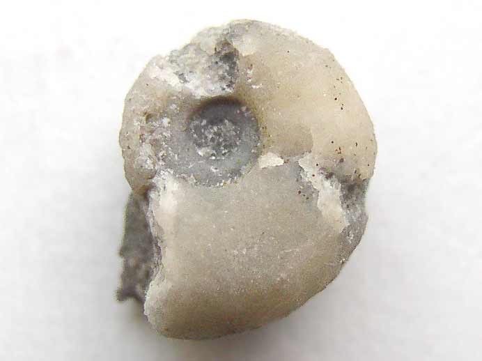image Ammonites fossiles du jurassique Boulonnais