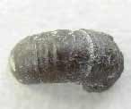 Fossile d'Ammonite divers du jurassique Boulonnais