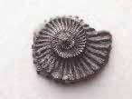 Fossile d'Ammonite divers du jurassique Boulonnais