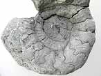 Fossile d'Ammonite divers du jurassique Boulonnais