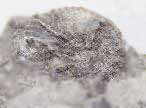 Fossile d'Ammonite divers du jurassique Boulonnais