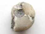 Fossile d'Ammonite divers du jurassique Boulonnais
