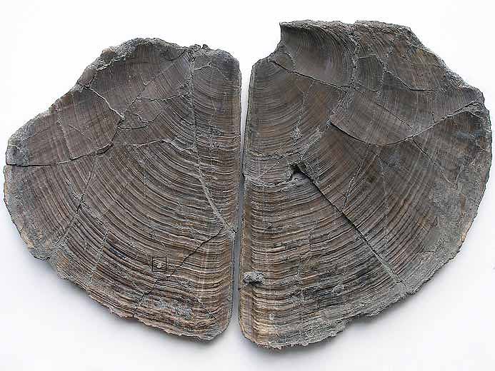 Grand double Laevaptychus latus + un minuscule