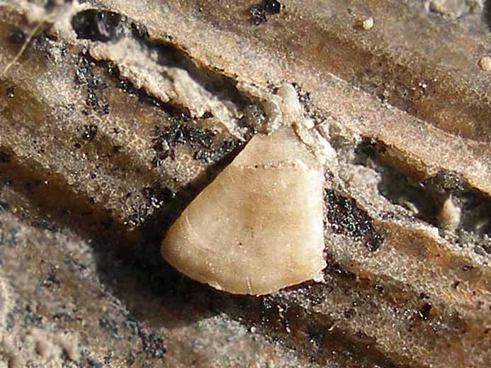 Grand double Laevaptychus latus + un minuscule