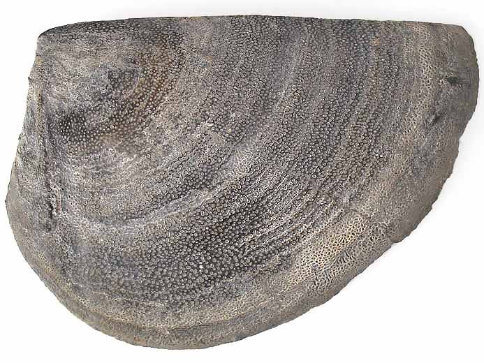 Anomalie sur Laevaptychus latus - fossile jurassique Boulonnais