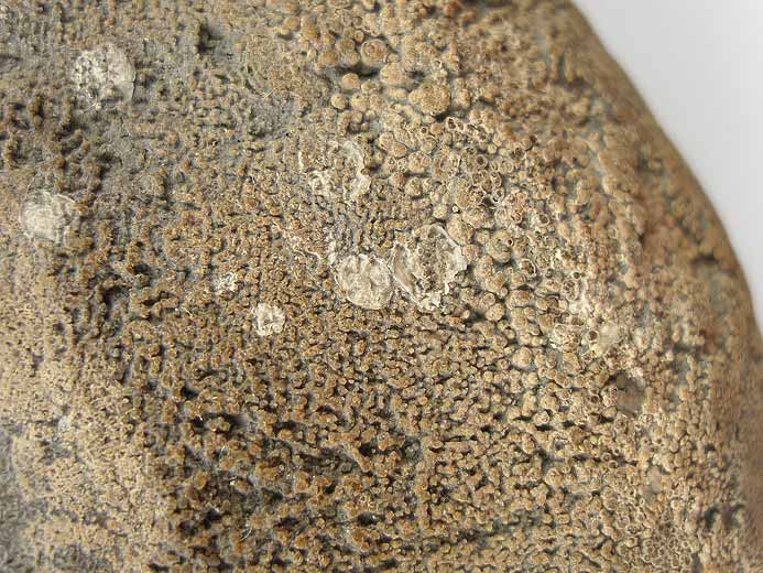 Laevaptychus latus tratologique - fossile jurassique Boulonnais