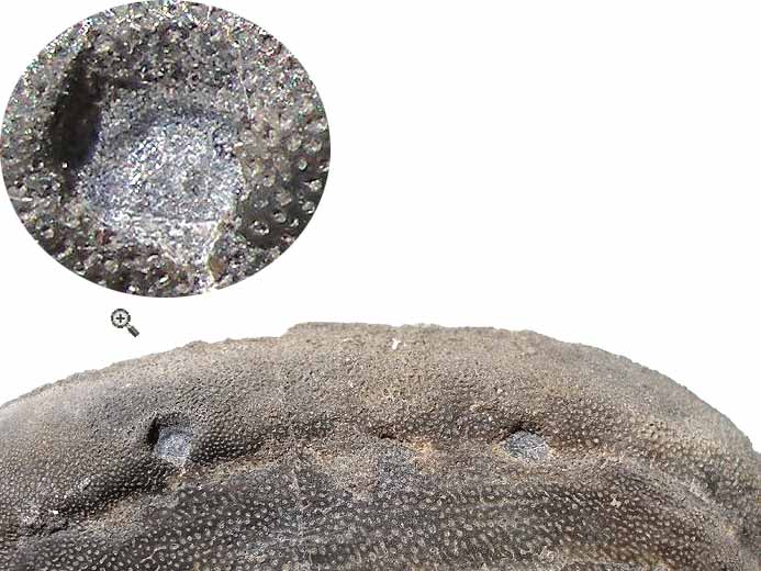 Laevaptychus latus mordu(?) - fossile jurassique Boulonnais