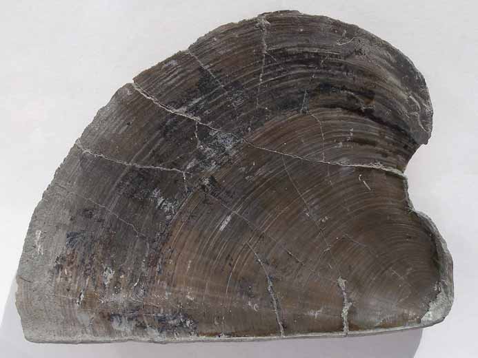 Laevaptychus latus mordu(?) - fossile jurassique Boulonnais