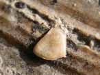 Laevaptychi fossile Boulonnais