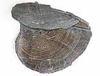 Laevaptychus latus courb fossile Boulonnais