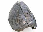Laevaptychus latus courb fossile Boulonnais