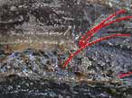 Laevaptychus latus fossile Boulonnais: rgnration