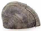 Laevaptychus latus fossile Boulonnais partiellement dtach