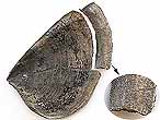 Laevaptychus latus partiellement dtach fossile Boulonnais