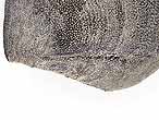 Anomalie sur Laevaptychus fossile Boulonnais