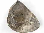 Laevaptychus latus tratologique fossile jurassique Boulonnais