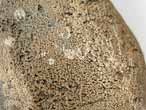 Laevaptychus latus tratologique fossile jurassique Boulonnais