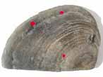 Laevaptychus latus mordu? fossile Boulonnais