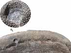 Laevaptychus latus mordu? fossile Boulonnais