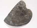 Laevaptychus latus mordu? fossile Boulonnais