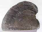 Laevaptychus latus mordu? fossile Boulonnais