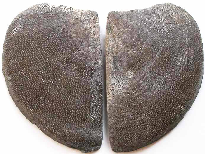 Laevaptychus latus fossile du jurassique Boulonnais